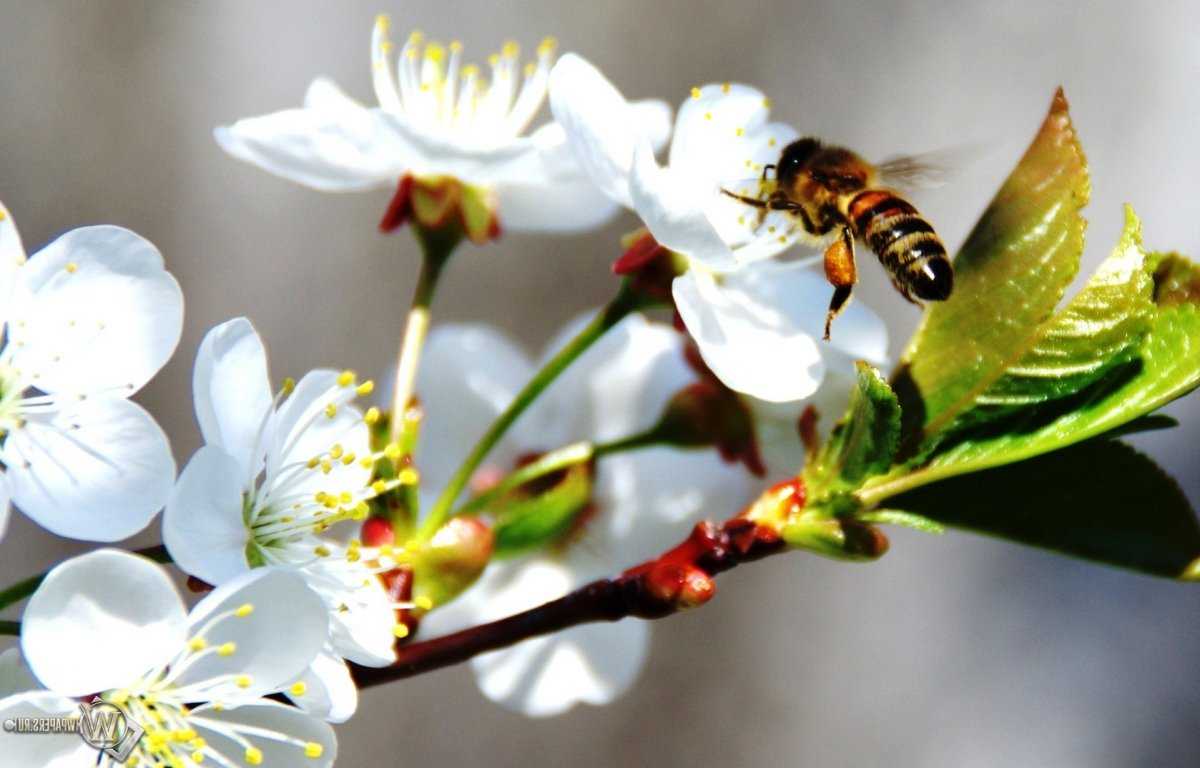 Весеннее развитие семей