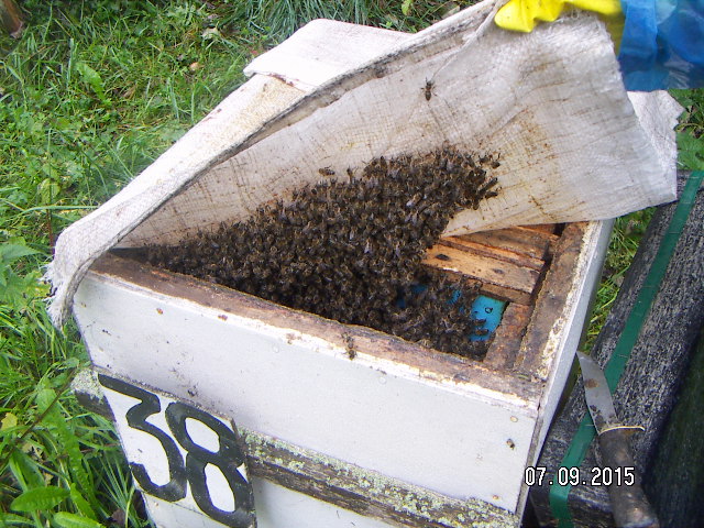 Весеннее развитие пчелосемей, белорусское пчеловодство 2020