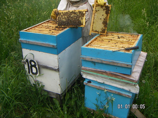 Фотографии пасеки