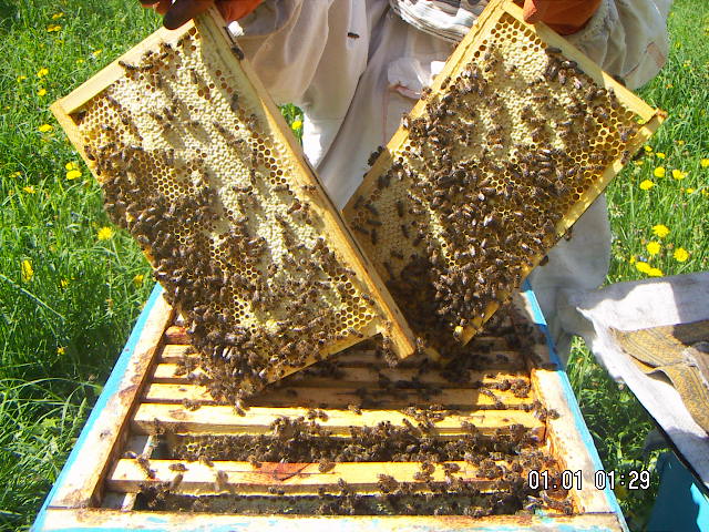 Фотографии пасеки